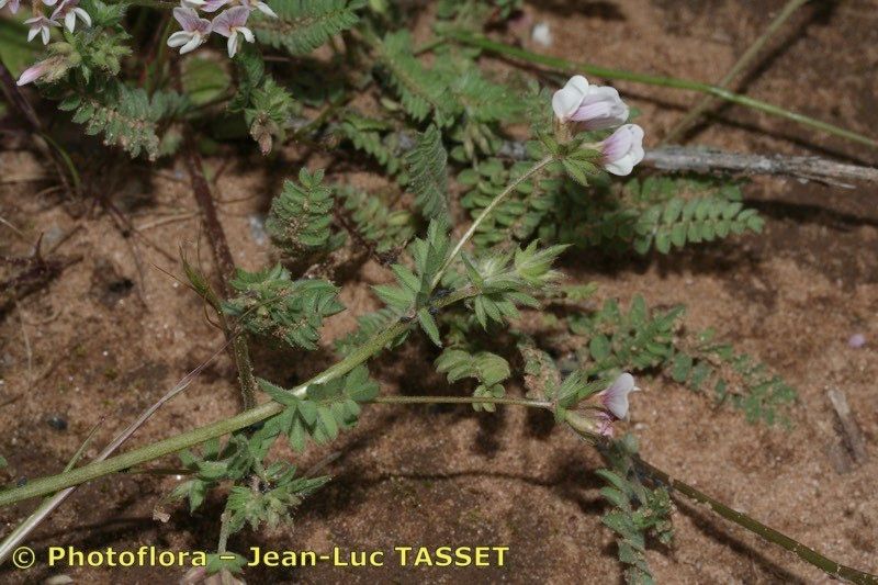 Taken Apr 15, 2007 by Photoflora - Jean-Luc TASSET (©)