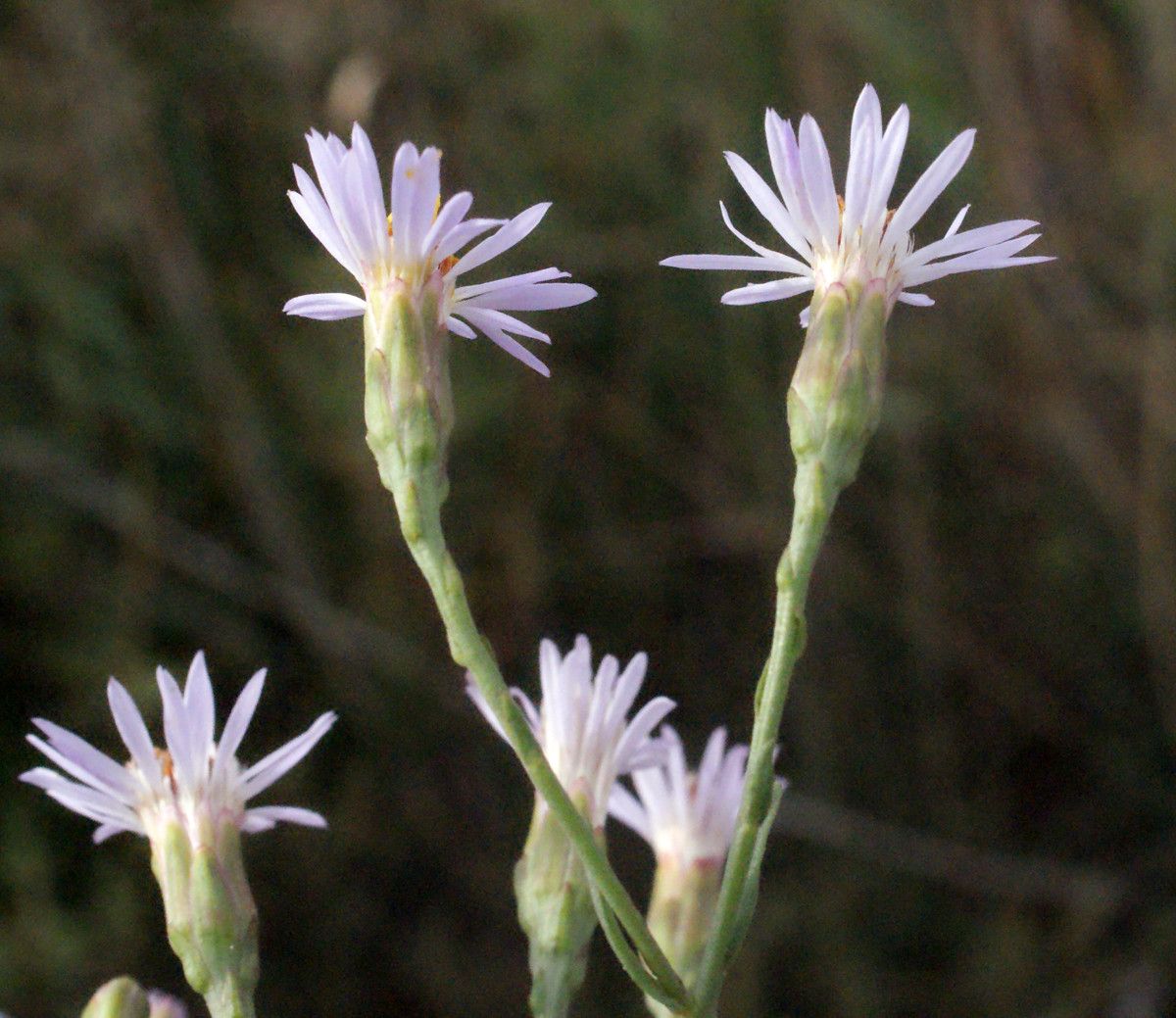 Taken Sep 22, 2014 by Tela Botanica − Liliane Roubaudi (cc-by-sa)