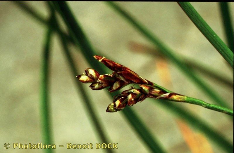 Taken Jul 15, 2003 by Photoflora - Benoit BOCK (©)