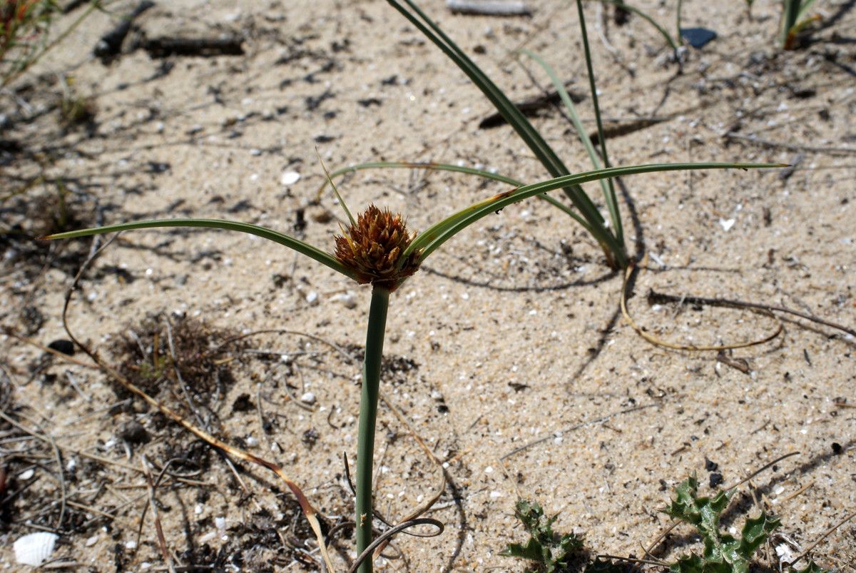 Taken Apr 24, 2016 by Tela Botanica − Liliane ROUBAUDI (cc-by-sa)