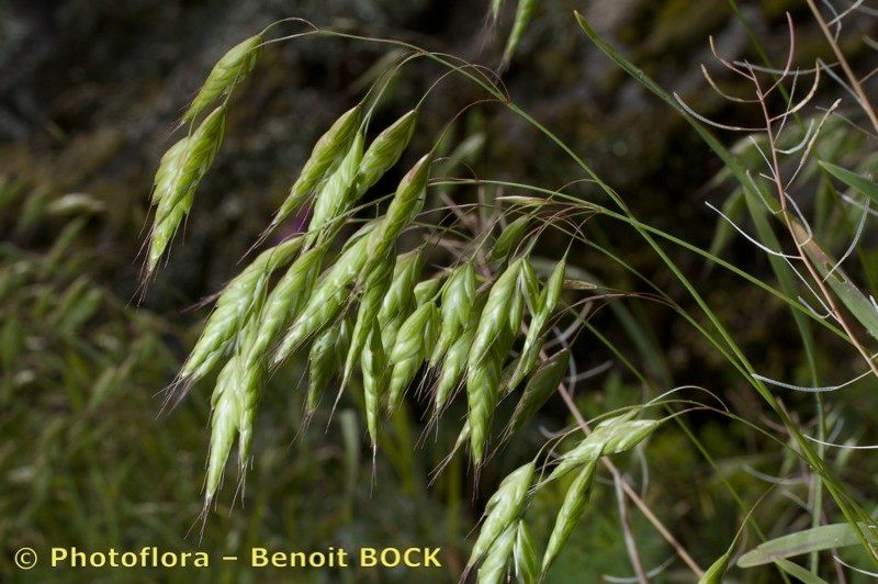 Taken May 15, 2010 by Photoflora - Benoit BOCK (©)