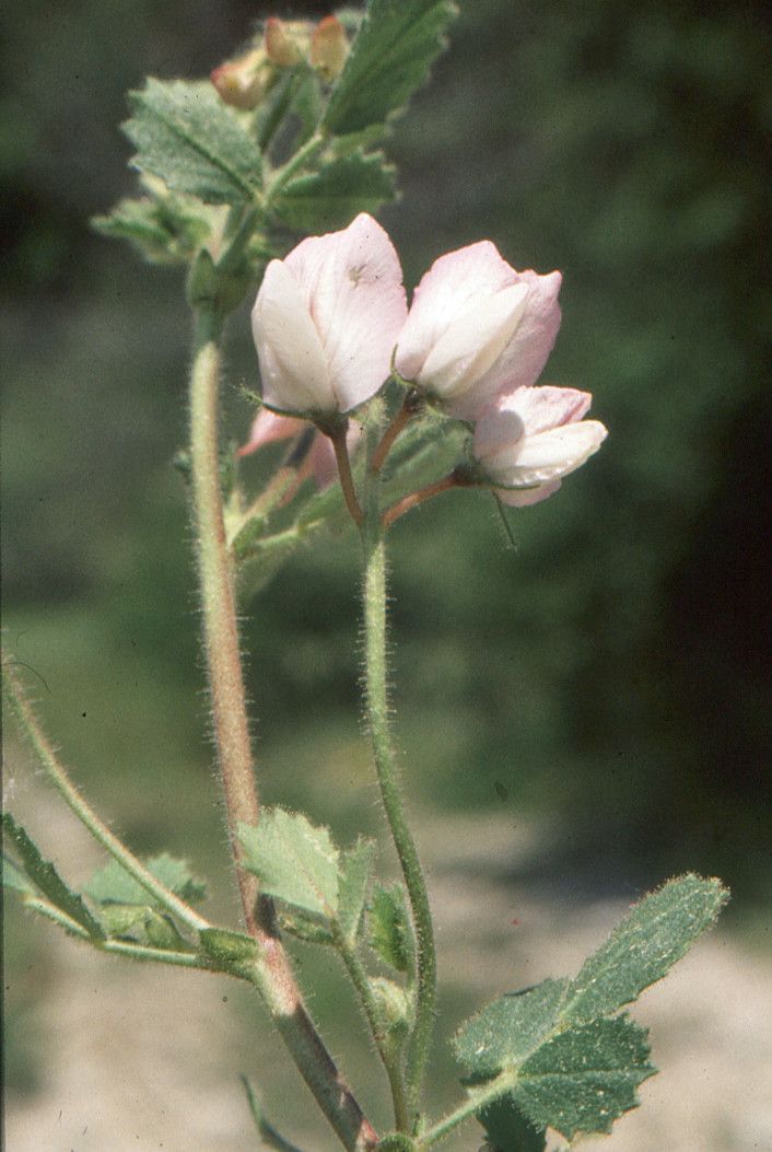 Taken Jul 5, 1999 by Tela Botanica − Liliane Roubaudi (cc-by-sa)