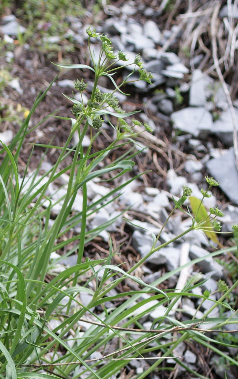 Taken Jul 7, 2014 by Tela Botanica − Liliane Roubaudi (cc-by-sa)