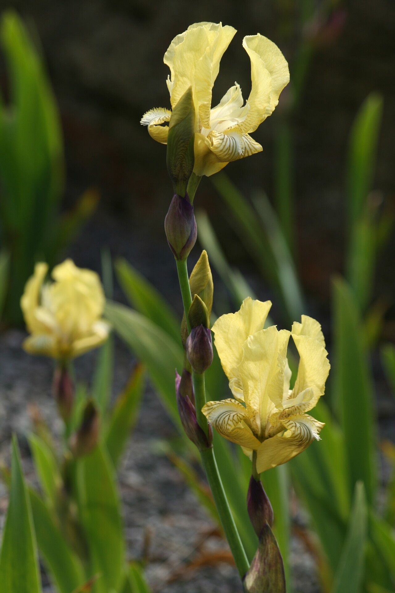 Iris purpureobractea B.Mathew & T.Baytop (World flora) - Pl@ntNet identify