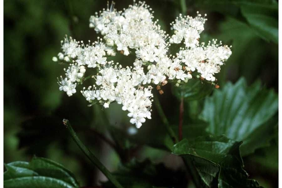 Taken Jan 1, 1900 by EOL − USDA NRCS Wetland Science Institute. (public)