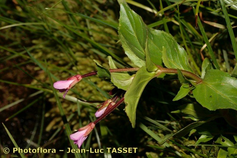 Taken Jul 15, 2008 by Photoflora - Jean-Luc TASSET (©)