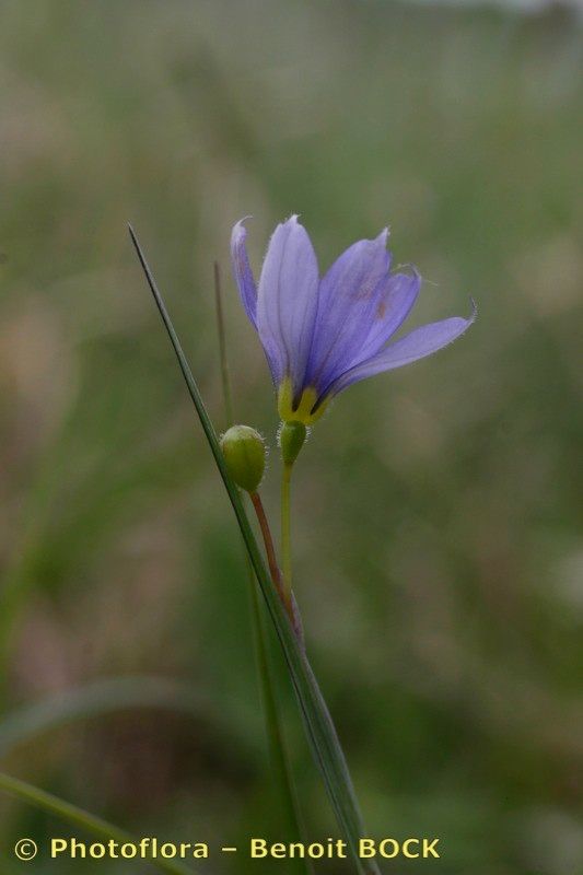 Taken Aug 15, 2005 by Photoflora - Benoit BOCK (©)