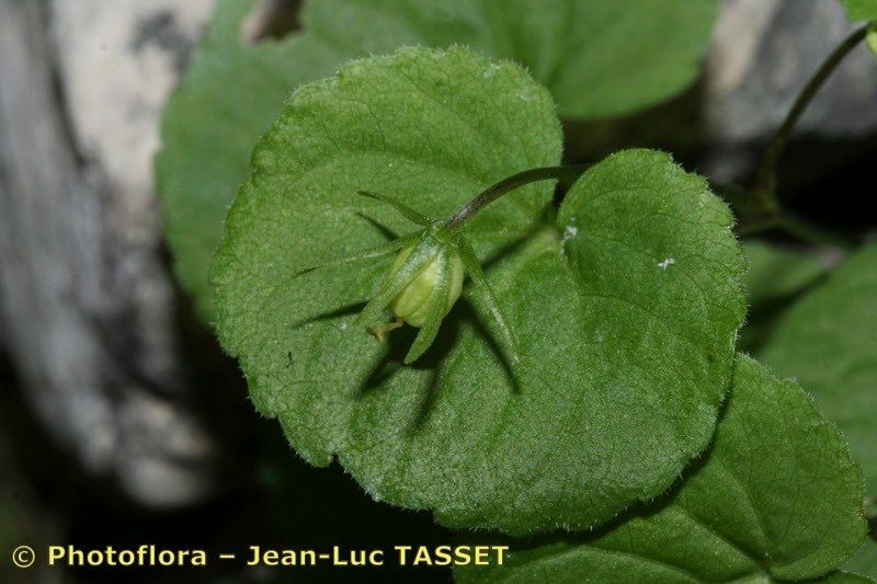 Taken Jul 15, 2007 by Photoflora - Jean-Luc TASSET (©)