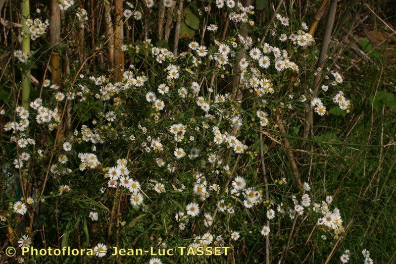 Taken Oct 15, 2005 by Photoflora - Jean-Luc TASSET (©)