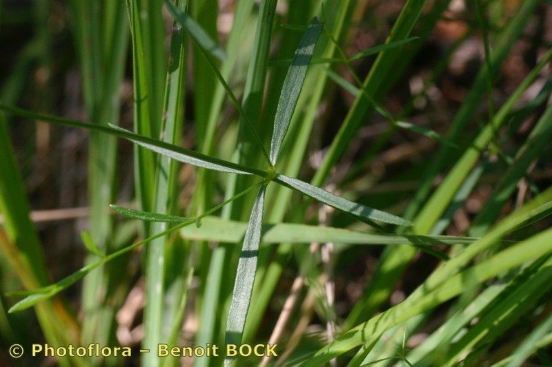 Taken Jul 15, 2005 by Photoflora - Benoit BOCK (©)