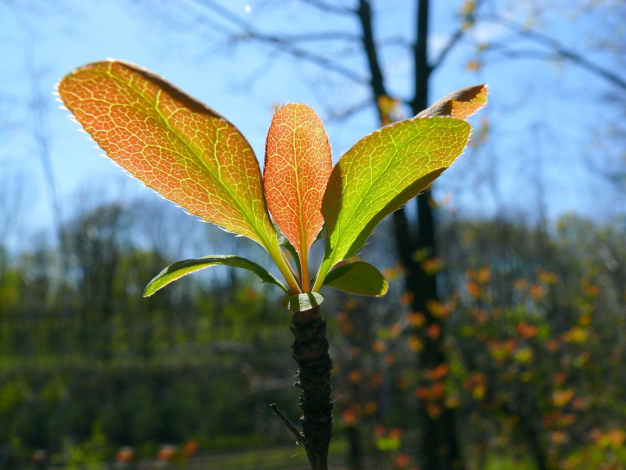 Taken Apr 22, 2007 by Andrzej Konstantynowicz (cc-by-sa)