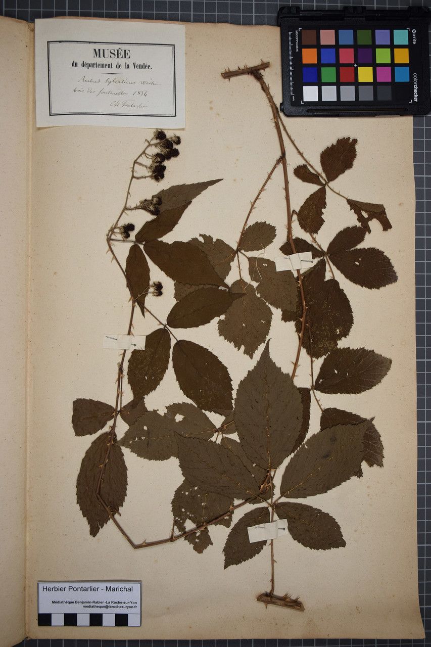 Taken Dec 31, 1853 by Tela Botanica − Herbier PONTARLIER-MARICHAL (cc-by-sa)