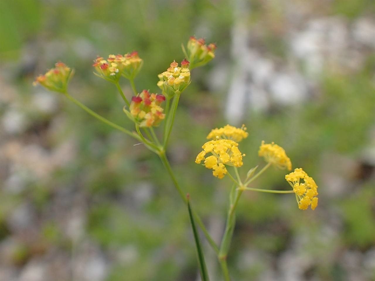 Sickle-leaf hare's-ear