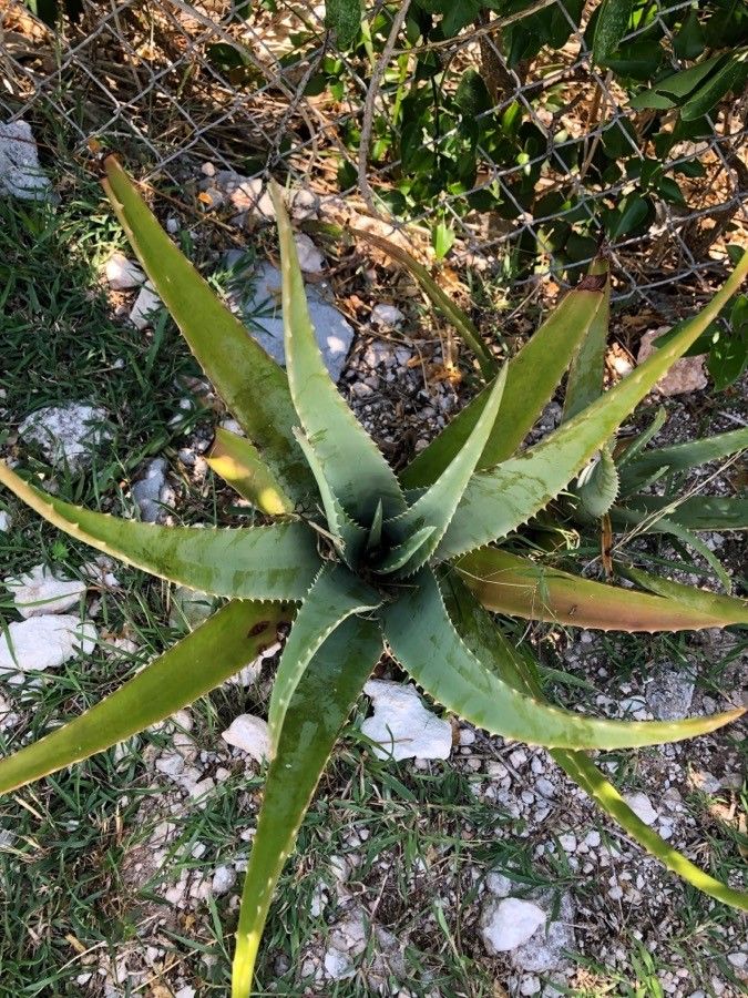 Uitschakelen hoe vaak Middelen Observation: Aloe vera (L.) Burm.f. (am Jun 8, 2021) Caribbean - Pl@ntNet  identify