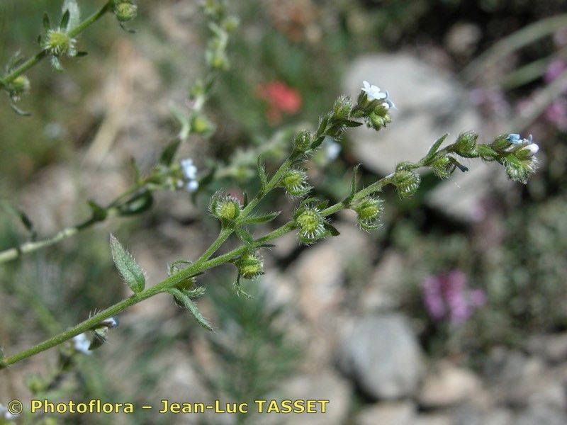 Taken Jul 15, 2003 by Photoflora - Jean-Luc TASSET (©)