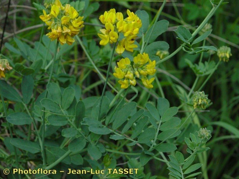 Taken Aug 15, 2003 by Photoflora - Jean-Luc TASSET (©)