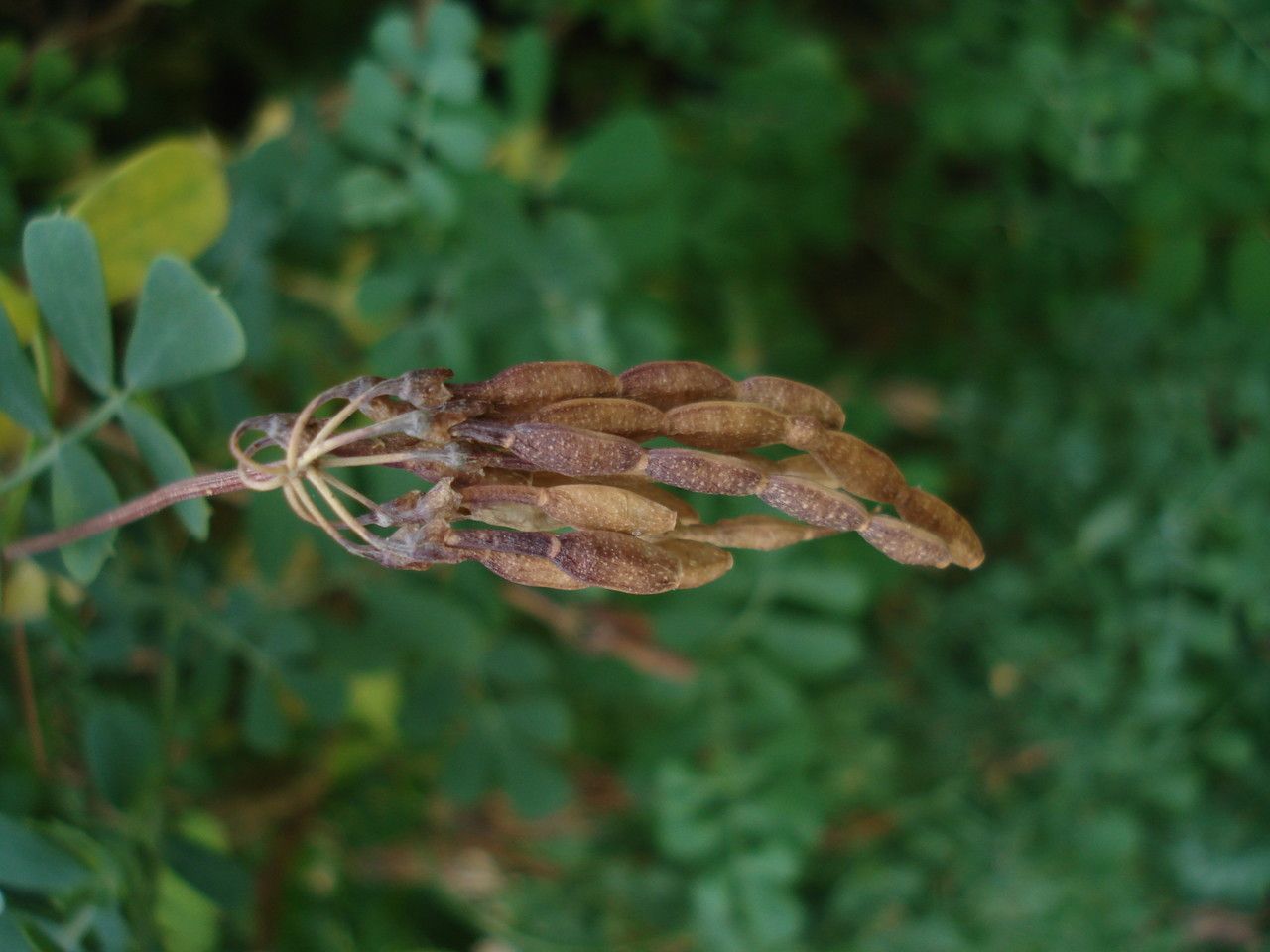 Taken Jun 28, 2013 by Tela Botanica − George FOWLER (cc-by-sa)