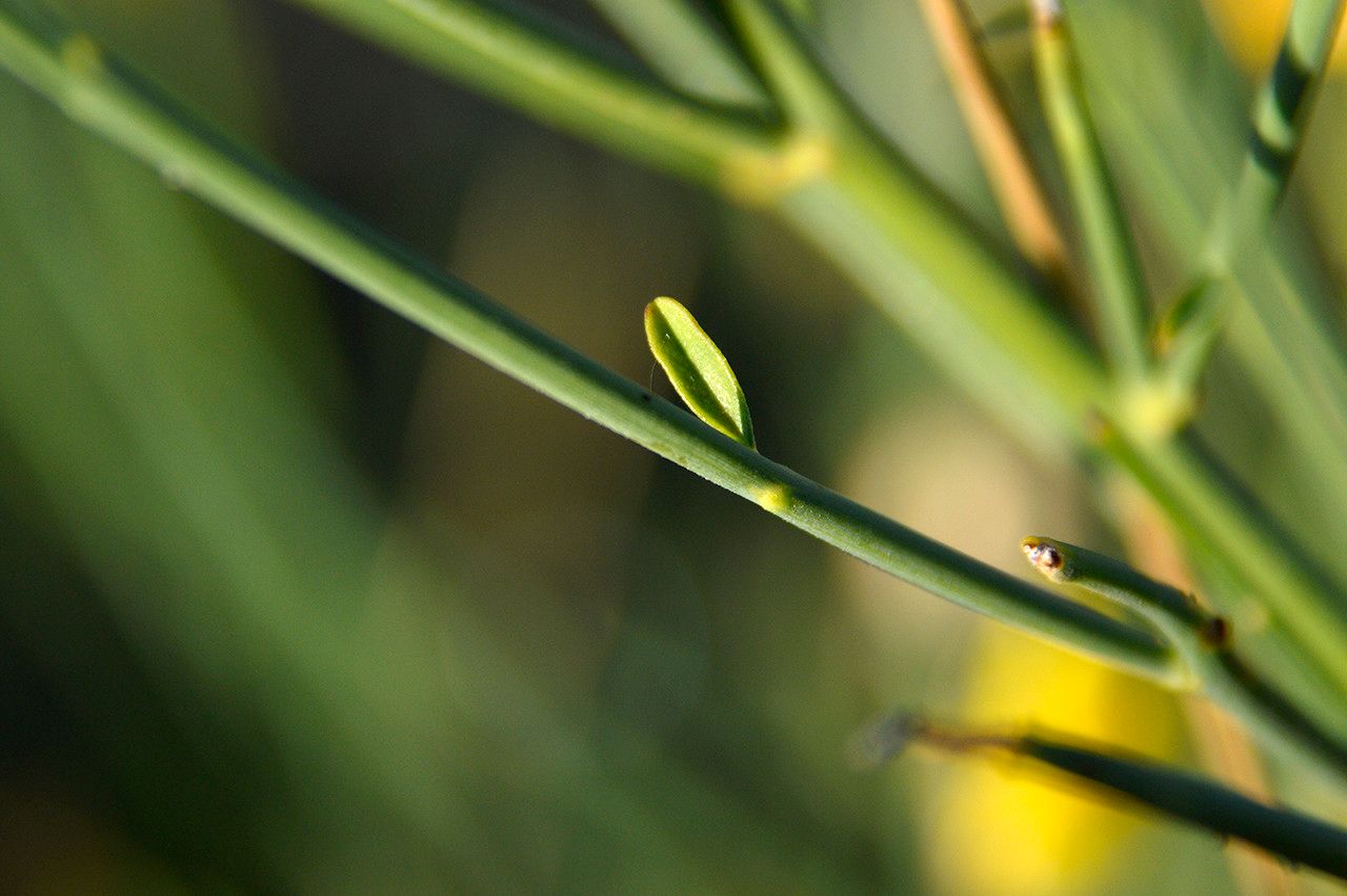 Taken Jun 20, 2014 by Tela Botanica − Patrice GIRAUDEAU (cc-by-sa)