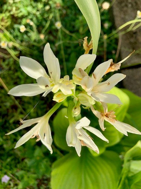 Observación: Agapanthus praecox Willd. (Yves Burckel 7 de feb. de 2020)  Flora mundial - Pl@ntNet identify