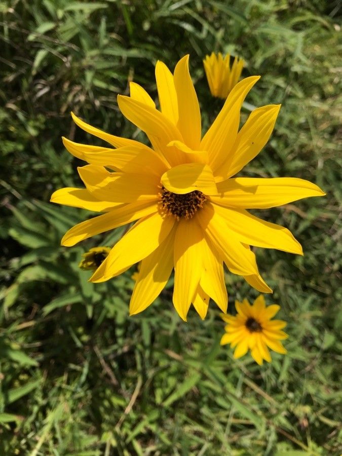 Helianthus × Laetiflorus Pers., Cheerful Sunflower (World Flora) - Pl ...