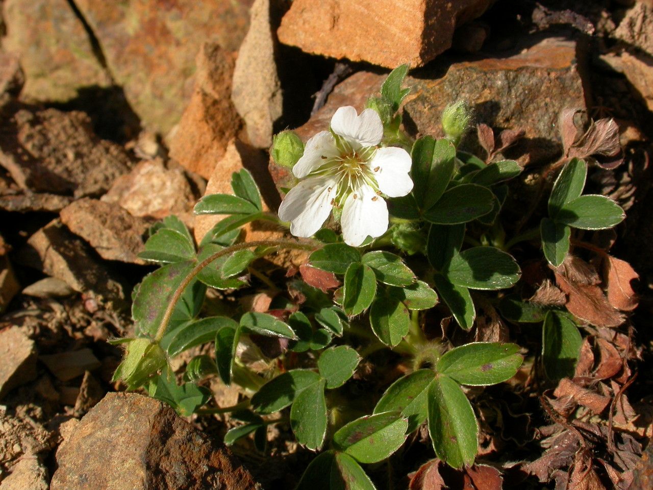 Taken Feb 10, 2004 by Tela Botanica − Alain LÉTRANGE (cc-by-sa)