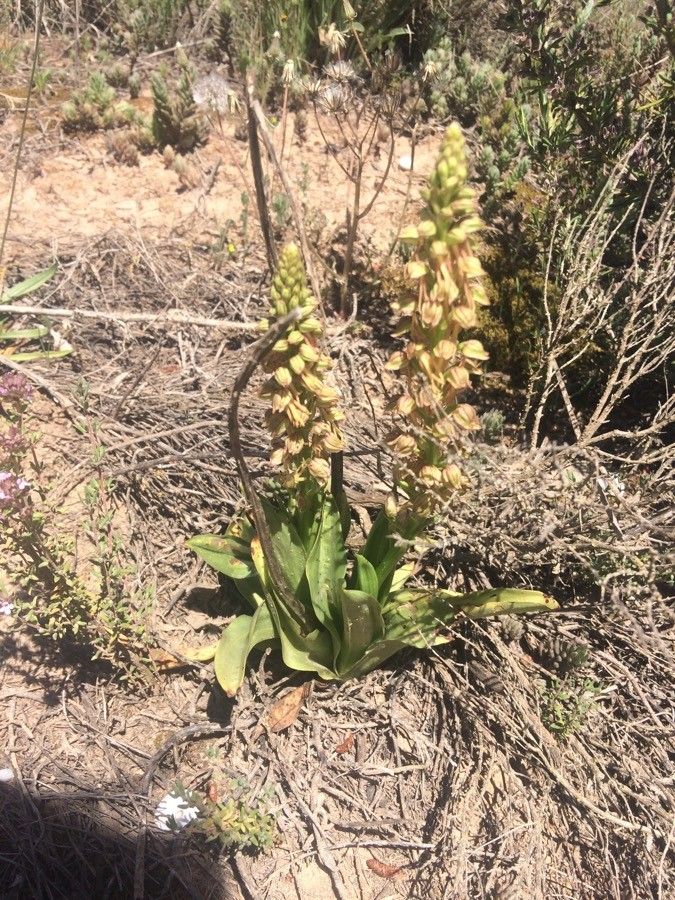 Man orchid