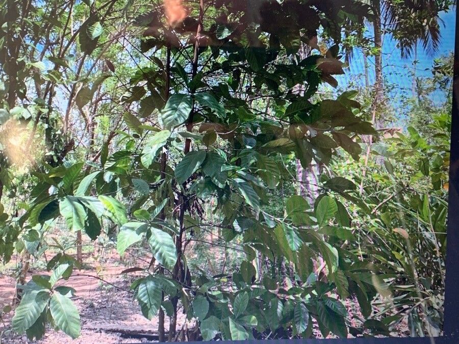 Observation Coffea canephora Pierre ex A Froehner Reinhard Göpfert Apr Tropical