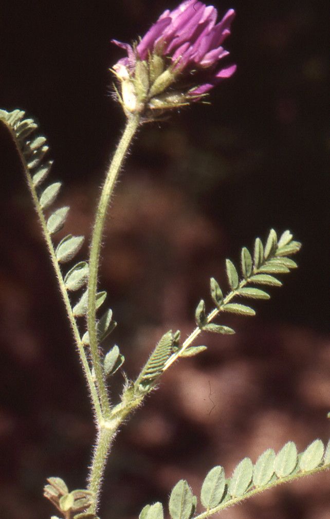 Taken Jun 24, 2000 by Tela Botanica − Liliane Roubaudi (cc-by-sa)