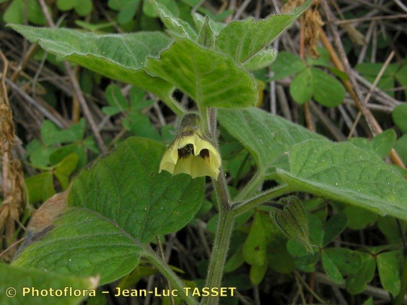 Taken Feb 15, 2004 by Photoflora - Jean-Luc TASSET (©)