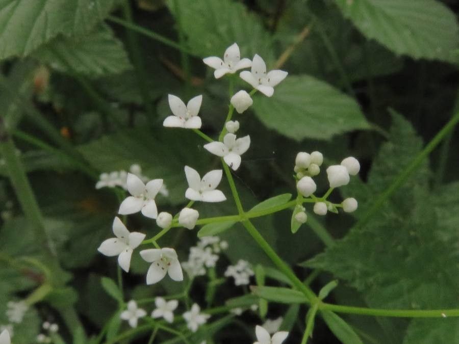 Common marsh bedstraw