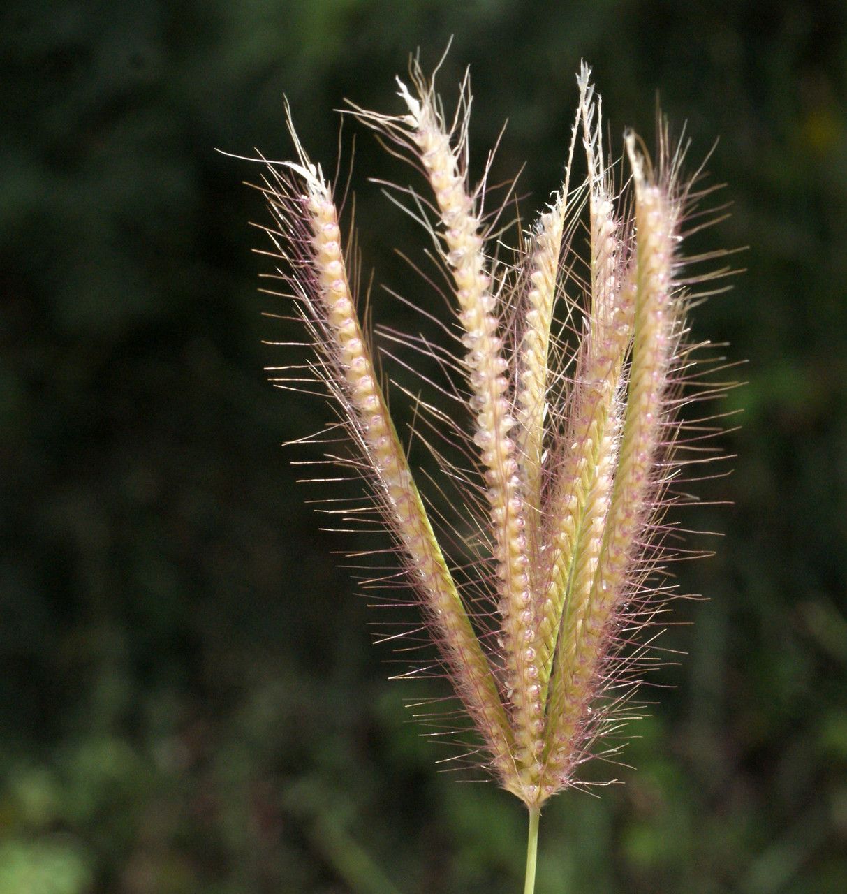 Taken Feb 20, 2017 by Tela Botanica − Liliane ROUBAUDI (cc-by-sa)