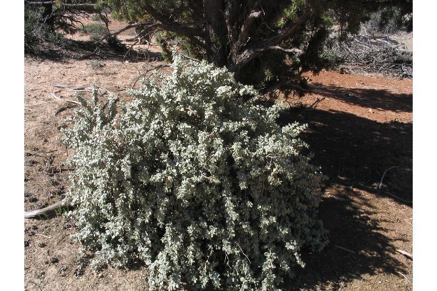 Shepherdia rotundifolia Parry, Silverscale (World flora) - Pl@ntNet ...