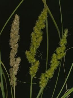 Plant Image 1