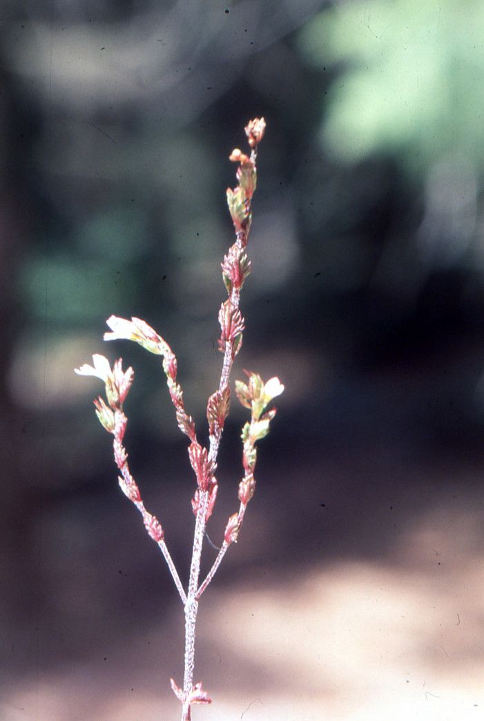 Taken Aug 19, 2005 by Tela Botanica − Liliane ROUBAUDI (cc-by-sa)