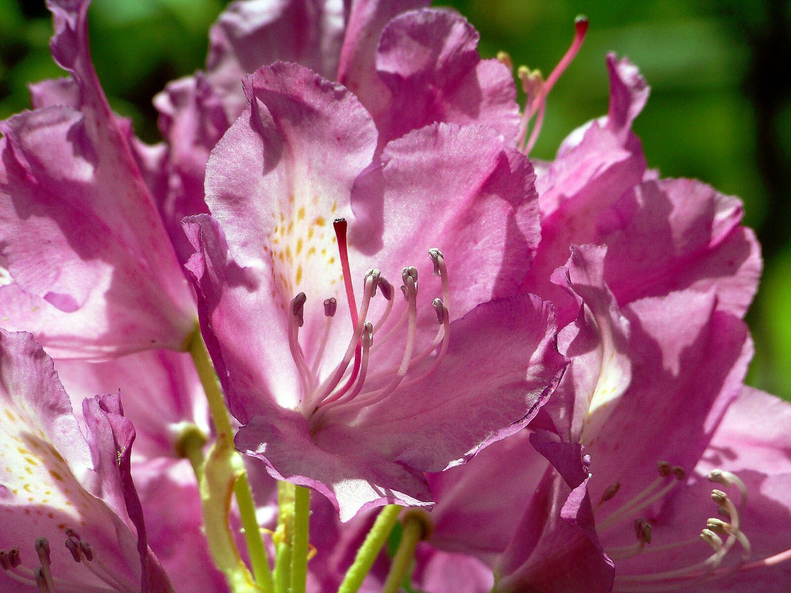 Rhododendron catawbiense Michx., Azaléia (Flora mundial) - Pl@ntNet identify