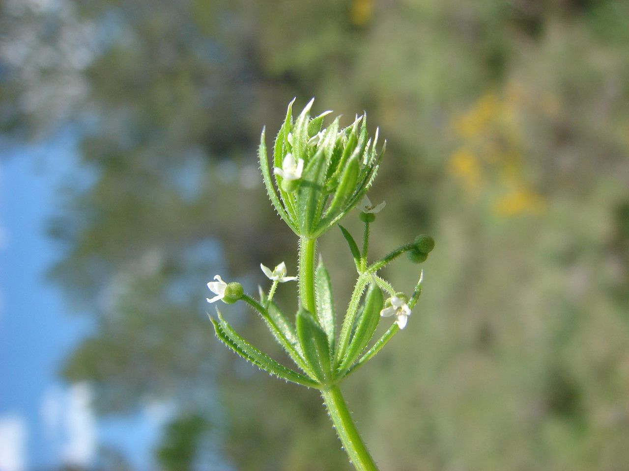 Taken May 4, 2013 by Tela Botanica − Paul FABRE (cc-by-sa)