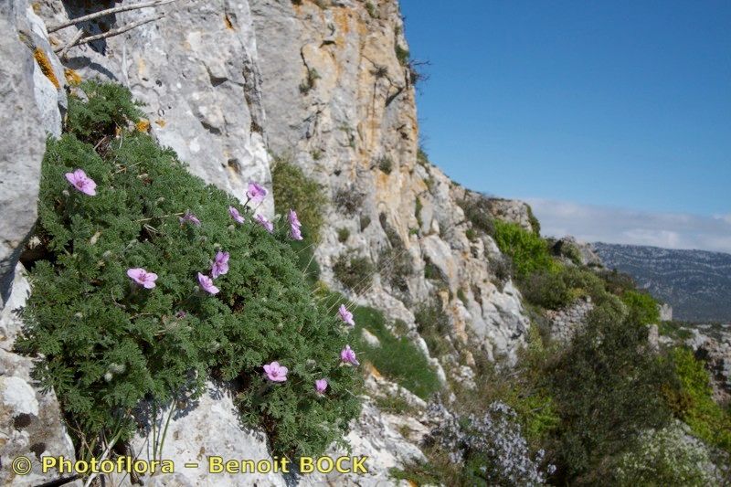 Taken Apr 15, 2013 by Photoflora - Benoit BOCK (©)