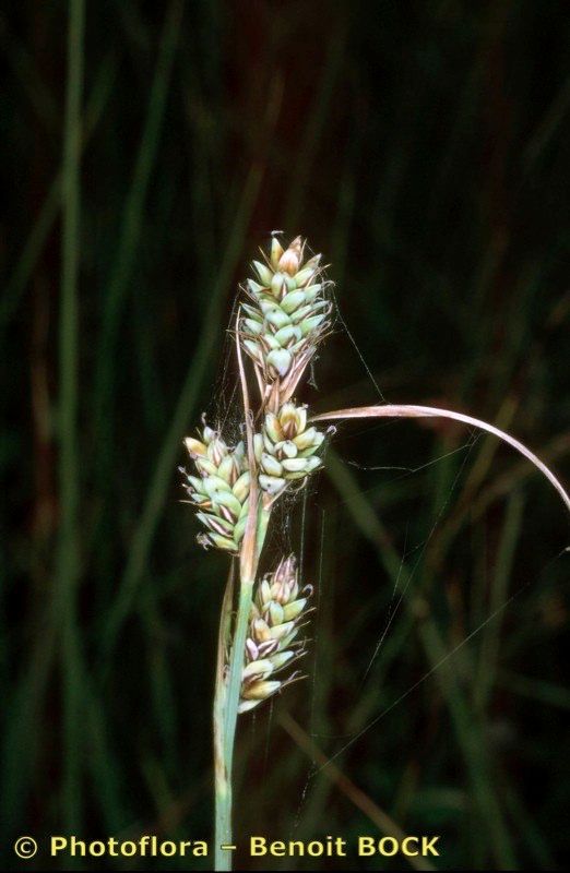 Taken Aug 15, 2001 by Photoflora - Benoit BOCK (©)