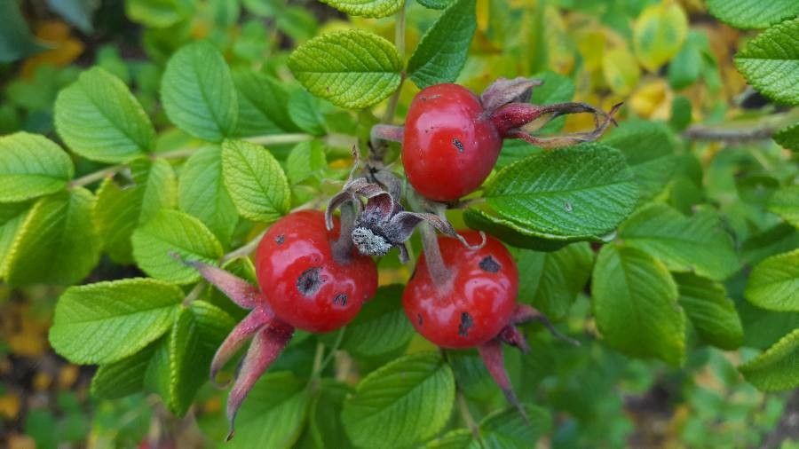 Rosa rugosa Thunb., Roseira-do-Japão (Flora mundial) - Pl@ntNet identify