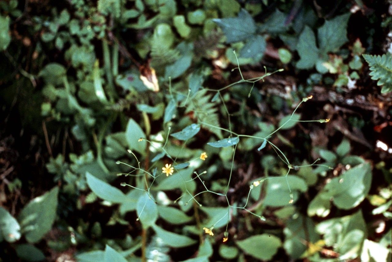 Taken Jan 1, 1900 by EOL − WVU Herbarium (cc-by-nc-sa)