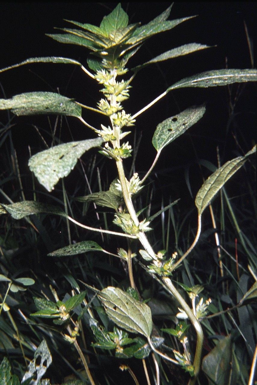 Taken Jan 1, 1900 by EOL − WVU Herbarium (cc-by-nc-sa)