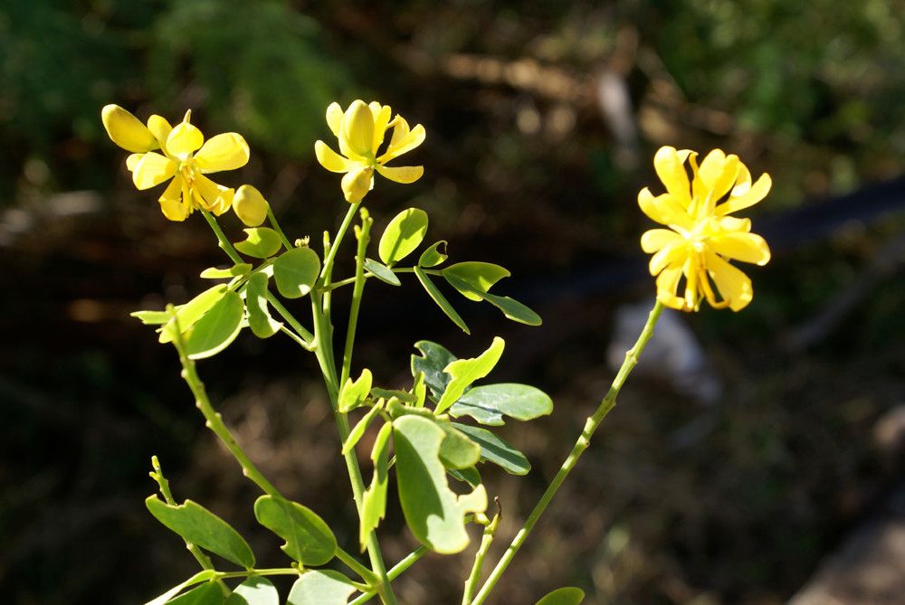 Taken Dec 30, 2008 by Tela Botanica − Liliane Roubaudi (cc-by-sa)