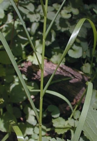 Plant Image 3