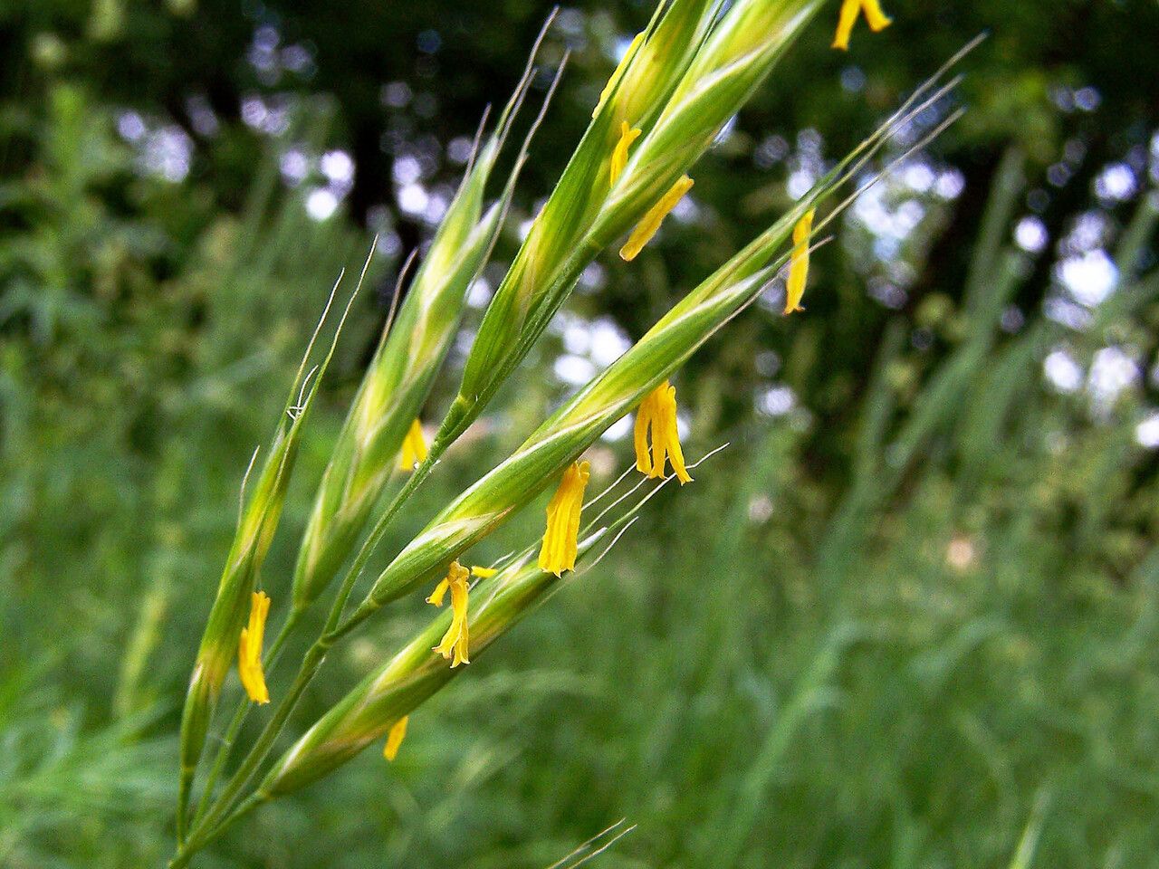 Meadow brome