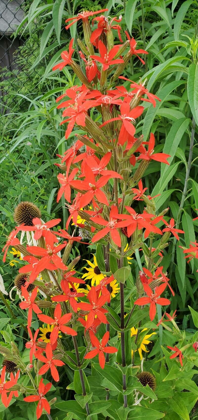 How To Grow Silene regia | EarthOne