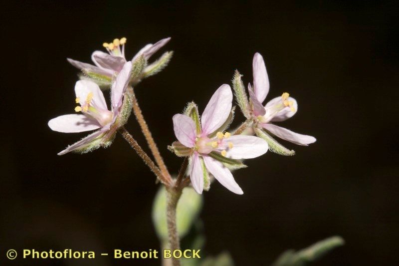 Taken Apr 15, 2008 by Photoflora - Benoit BOCK (©)