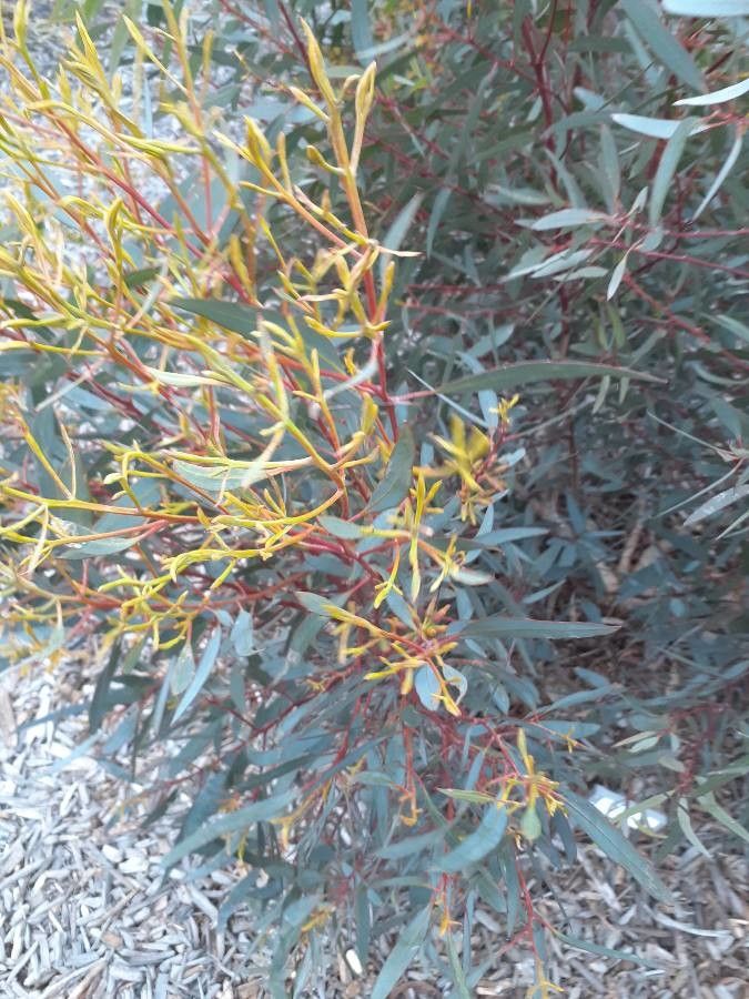 Eucalyptus transcontinentalis Maiden, Redwood (World flora) - Pl@ntNet ...