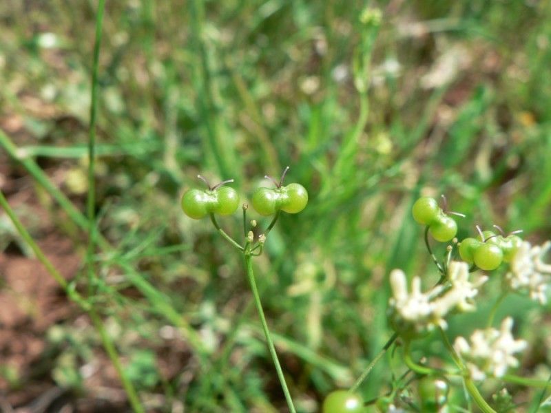 Taken May 27, 2009 by Tela Botanica − Mathieu MENAND (cc-by-sa)