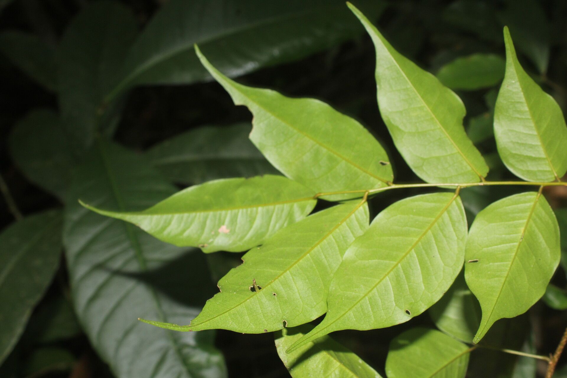 Dialium guianense (Aubl.) Sandwith