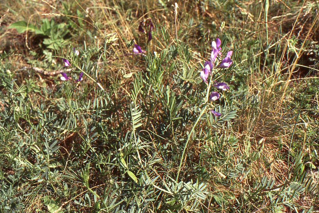 Taken Jul 3, 1994 by Tela Botanica − Liliane ROUBAUDI (cc-by-sa)